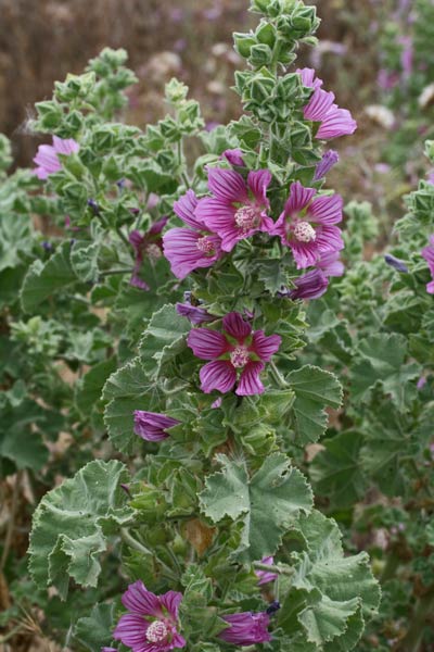 Malva lusitanica, Malvone trilobo, Narbedda, Narbutza