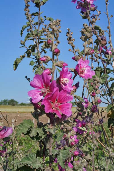 Malva olbia, Malva gigante, Malvone perenne, Malvarburi, Marmara voina, Marmariscu, Narbone, Parmariscu