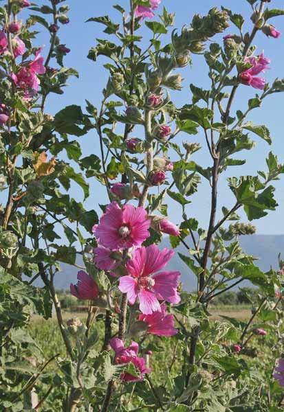 Malva olbia, Malva gigante, Malvone perenne, Malvarburi, Marmara voina, Marmariscu, Narbone, Parmariscu