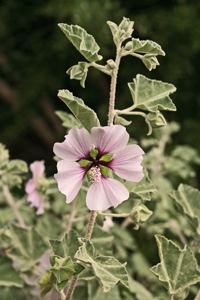 Malva subovata, Malvone delle rupi, Marvoni, Nabredda, Narbedda