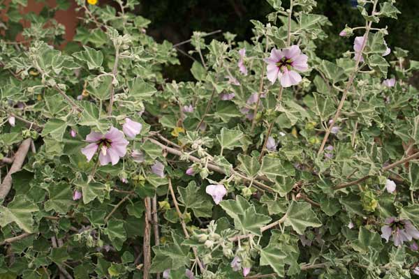 Malva subovata, Malvone delle rupi, Marvoni, Nabredda, Narbedda