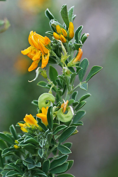 Medicago arborea, Erba medica arborea, Trevullu furisteri, Trevullu grogu