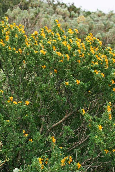 Medicago arborea, Erba medica arborea, Trevullu furisteri, Trevullu grogu