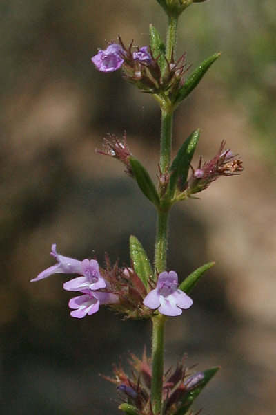 Micromeria graeca, Issopo meridionale, Isopu, Mammuleu