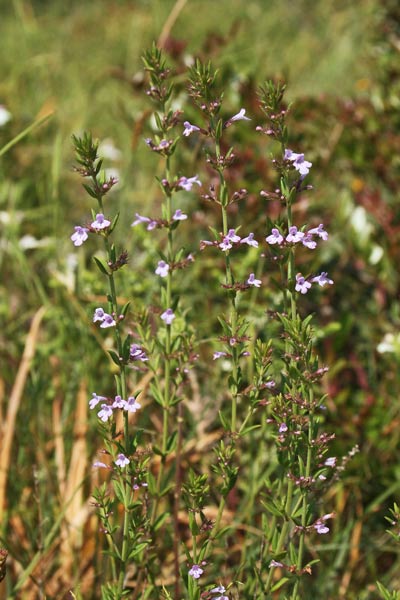 Micromeria graeca, Issopo meridionale, Isopu, Mammuleu