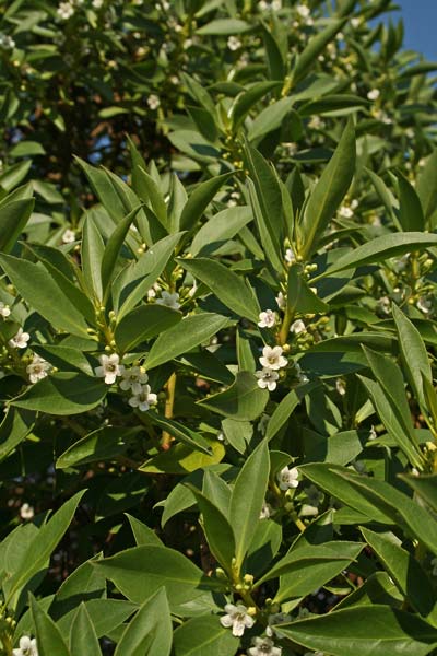 Myoporum insulare, Mioporo delle isole, Miopuru