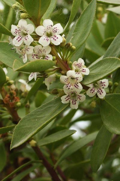 Myoporum insulare, Mioporo delle isole, Miopuru