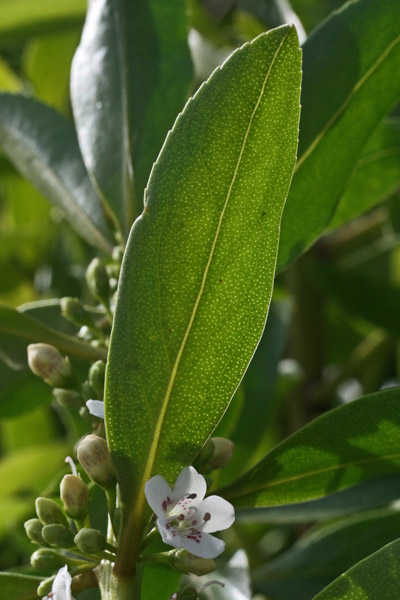 Myoporum laetum, Mioporo lieto, Miopuru