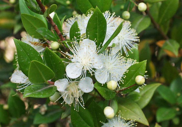 Myrtus communis, Mirto, Mortella, Murta, Murta durci, Murtaucci, Murtaurci, Muta, Mutta