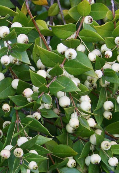 Myrtus communis, Mirto, Mortella, Murta, Murta durci, Murtaucci, Murtaurci, Muta, Mutta