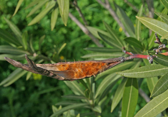 Nerium oleander, Oleandro, Belandru, Launaxi, Leonaghe, Neulake, Oleandru, Olisandru, Olivandru, Sabadiglia