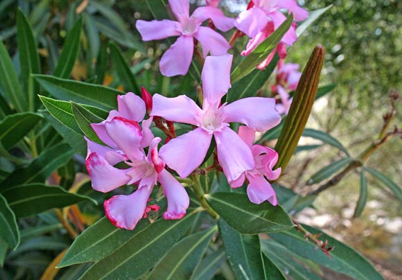 Nerium oleander, Oleandro, Belandru, Launaxi, Leonaghe, Neulake, Oleandru, Olisandru, Olivandru, Sabadiglia