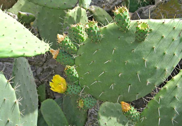 Opuntia ficus-indica, Fico d'India, Figu morisca, F. de crabas, F. moru