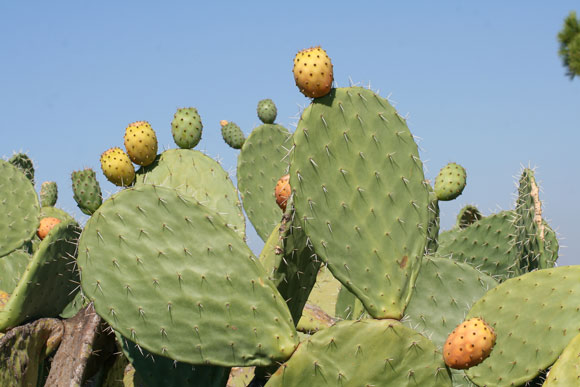 Opuntia ficus-indica, Fico d'India, Figu morisca, F. de crabas, F. moru