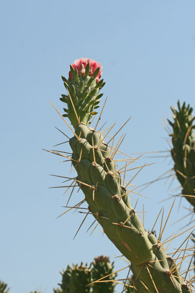 Austrocylindropuntia subulata, Fico d'India subulato, Opunzia subulata