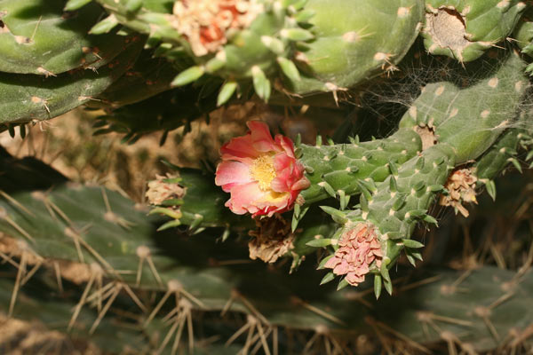 Austrocylindropuntia subulata, Fico d'India subulato, Opunzia subulata