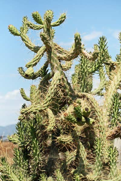 Austrocylindropuntia subulata, Fico d'India subulato, Opunzia subulata