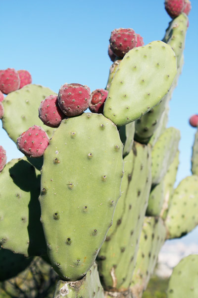 Opuntia tomentosa, Fico d’India tomentoso, Opunzia tomentosa, Figu morisca