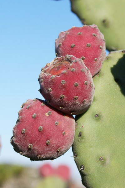 Opuntia tomentosa, Fico d’India tomentoso, Opunzia tomentosa, Figu morisca