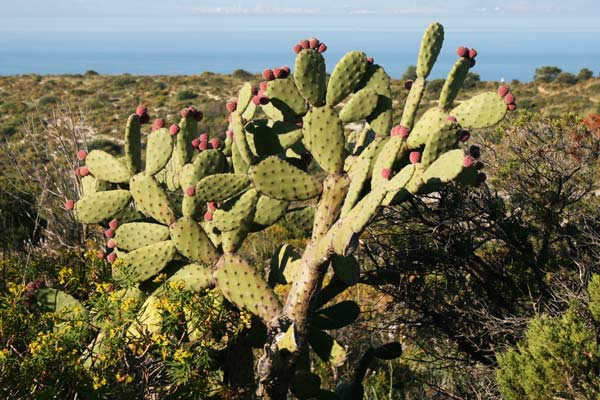 Opuntia tomentosa, Fico d’India tomentoso, Opunzia tomentosa, Figu morisca