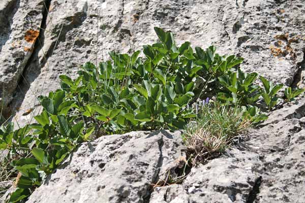 Oreoherzogia alpina, Ranno alpino, Pibireddu