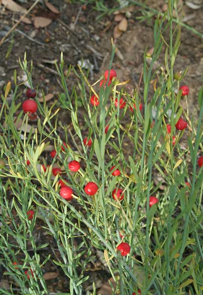 Osyris alba, Ginestrella comune, Osiride, Binistra masciu, Scova de boi, Scova de bingia, Zaccapingiadas