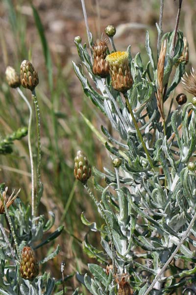 Scuderi comune, Allui fogu, Erba de S.ta Maria, Scova de S.ta Maria