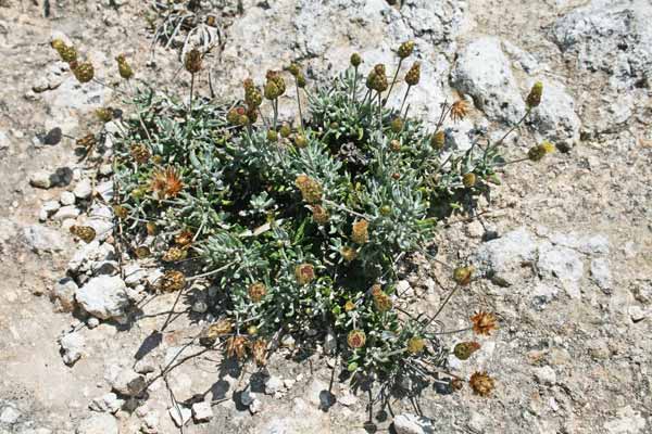 Scuderi comune, Allui fogu, Erba de S.ta Maria, Scova de S.ta Maria