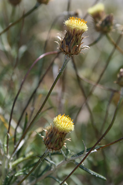 Phagalon saxatile, Scuderi angustifoglio, Allui fogu, Erba de S.ta Maria, Scova de S.ta Maria