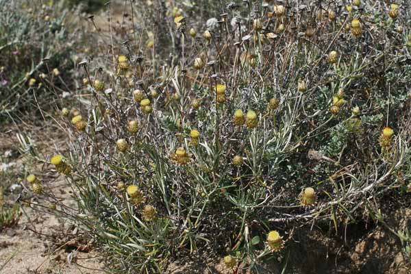 Phagalon saxatile, Scuderi angustifoglio, Allui fogu, Erba de S.ta Maria, Scova de S.ta Maria