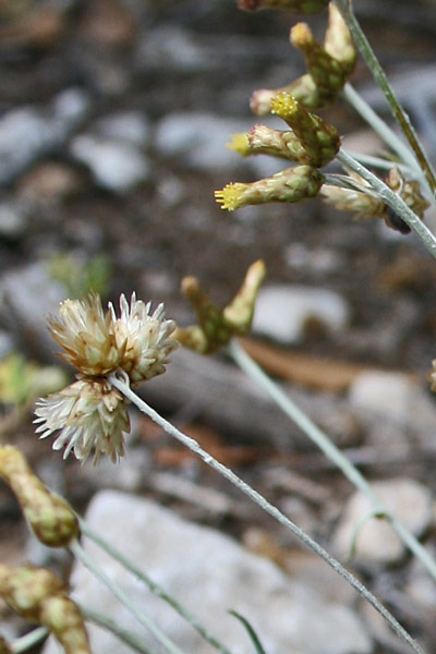 Phagnalon sordidum, Scuderi tricefalo