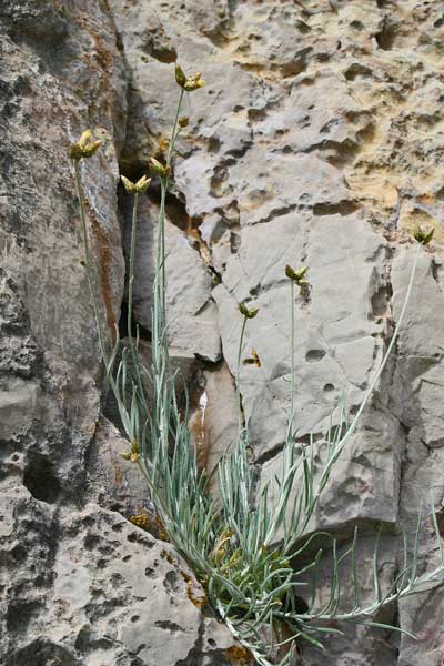 Phagnalon sordidum, Scuderi tricefalo
