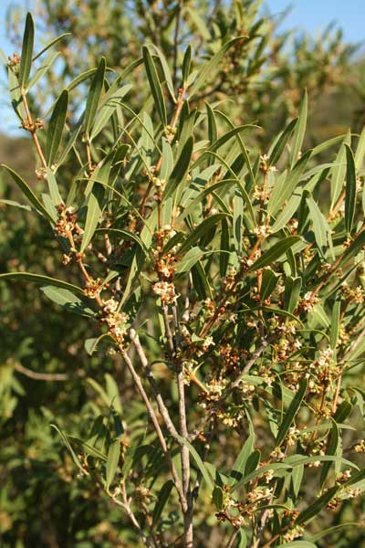 Phillyrea angustifolia, Fillirea, Ilatro sottile, Aladerru, Aliderru, Arrideli femina, Litarru