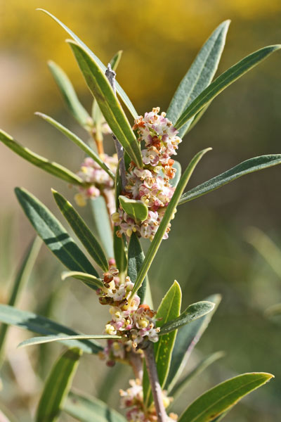 Phillyrea angustifolia, Fillirea, Ilatro sottile, Aladerru, Aliderru, Arrideli femina, Litarru