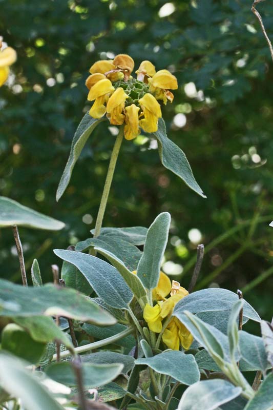 Phlomis fruticosa, Salvione giallo