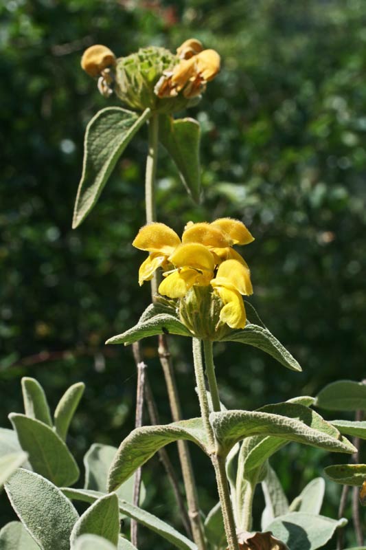 Phlomis fruticosa, Salvione giallo