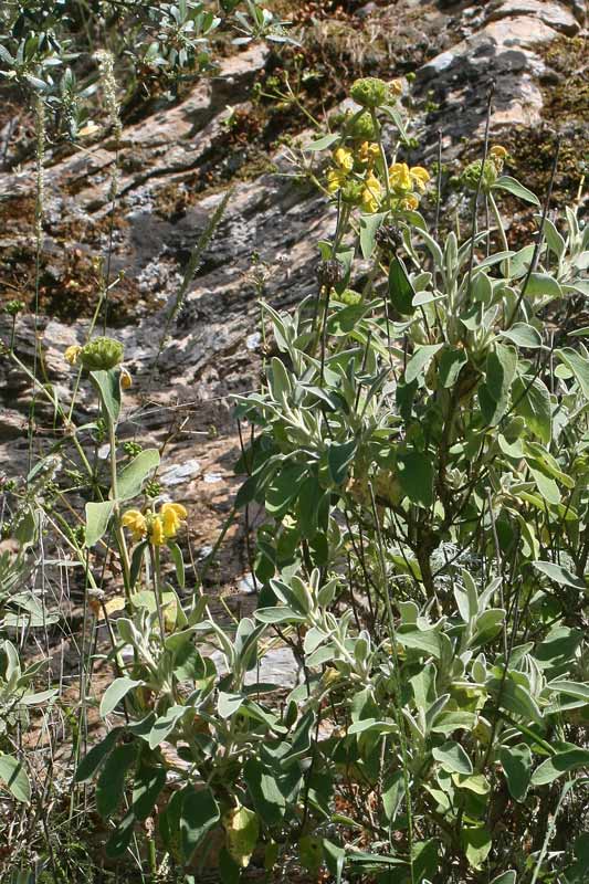 Phlomis fruticosa, Salvione giallo