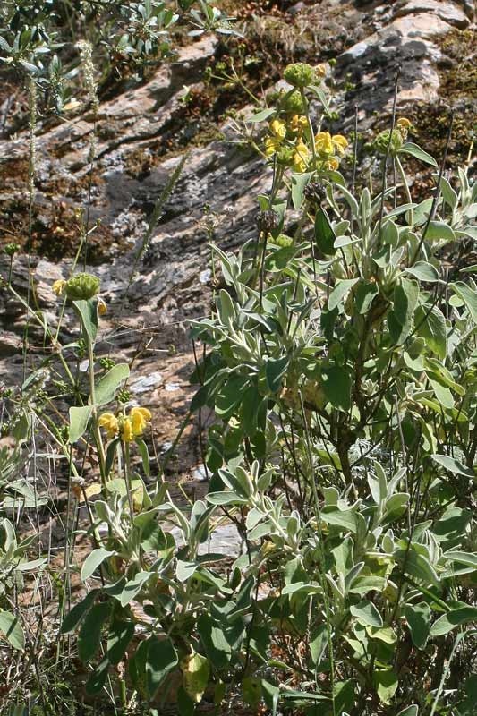 Phlomis fruticosa, Salvione giallo