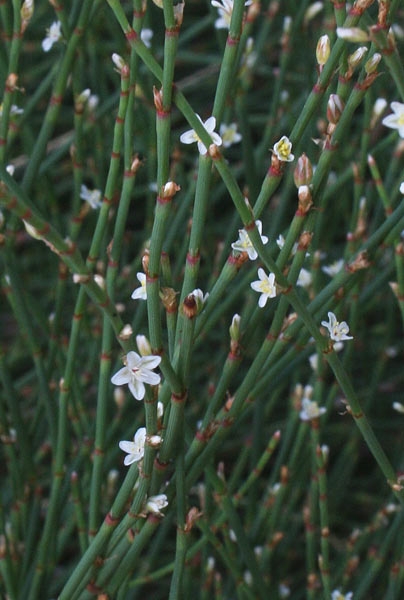 Polygonum scoparium, Poligono corsico, P. scopario, Allupa cuaddu, Nuditzeddi, Sintziri