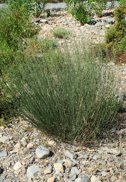 Polygonum scoparium, Poligono corsico, P. scopario, Allupa cuaddu, Nuditzeddi, Sintziri