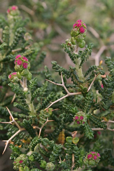 Poterium spinosum, Poterio spinoso, Spinaporci, Spinetopis