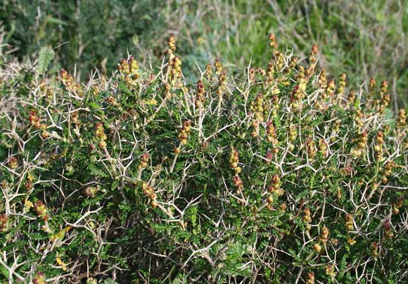 Poterium spinosum, Poterio spinoso, Spinaporci, Spinetopis