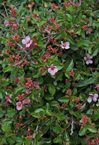 Prunus prostrata, Pruno prostrato, Cariasedda agreste, Pruna aresti