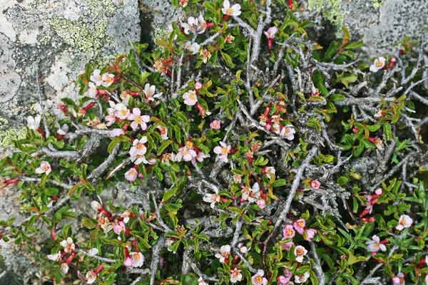 Prunus prostrata, Pruno prostrato, Cariasedda agreste, Pruna aresti