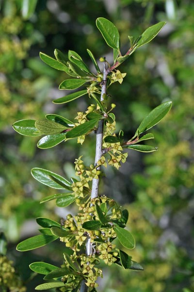 Rhamnus lycioides subsp. oleoides, Ranno a foglie d'olivo