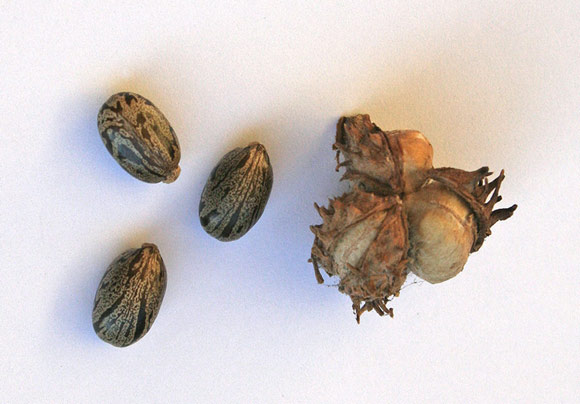 Ricinus communis, Ricino comune, Zecca, Cagamengia, Ricinu, Riciu