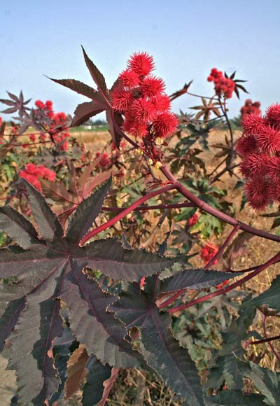 Ricinus communis, Ricino comune, Zecca, Cagamengia, Ricinu, Riciu