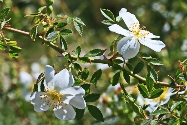 Rosa agrestis, Rosa agreste, Rosa delle siepi, Arrosa