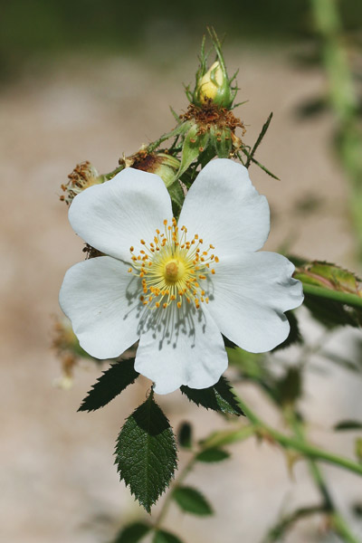 Rosa agrestis, Rosa agreste, Rosa delle siepi, Arrosa