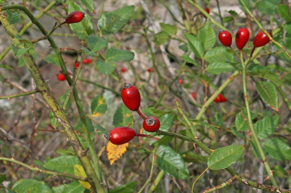 Rosa canina, Arrolariu, Arroli, Arrosa burda, Orrolariu, Pibilloddi, Pipilloddi, Piscialettu, Rosa de margiani